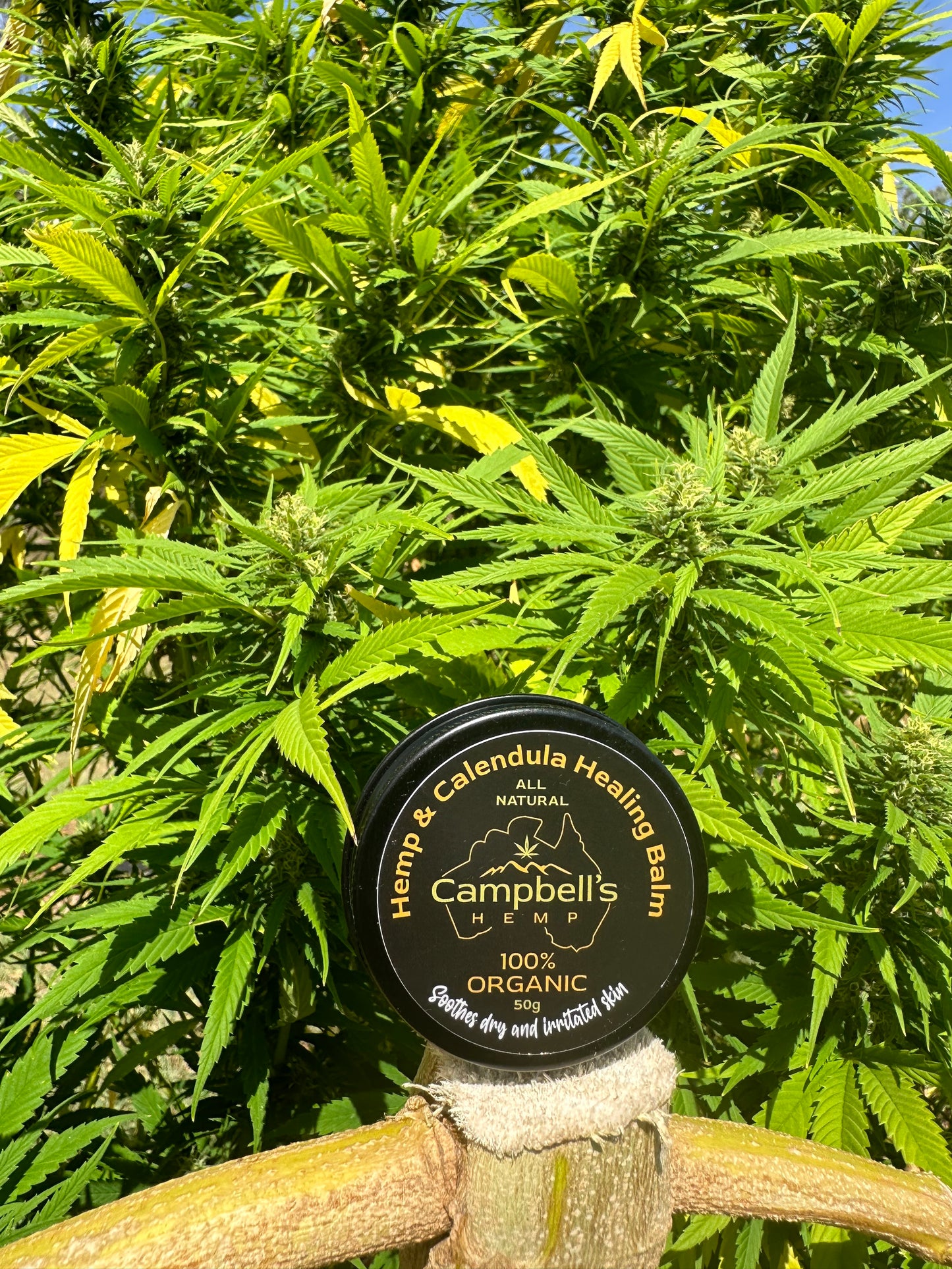 Campbell's Hemp - Hemp and Calendula Healing Balm tin displayed on a neutral background, accented with calendula petals and hemp leaves to emphasize its natural, soothing ingredients and handcrafted quality.