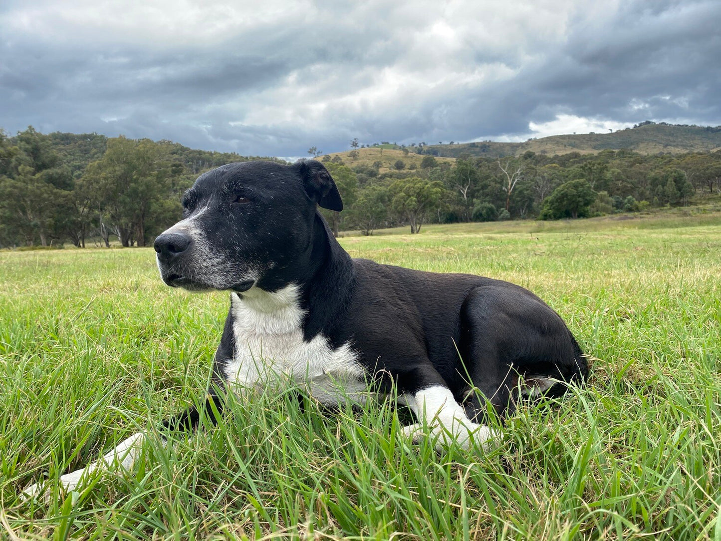 Dog resting calmly after CBD hemp oil use