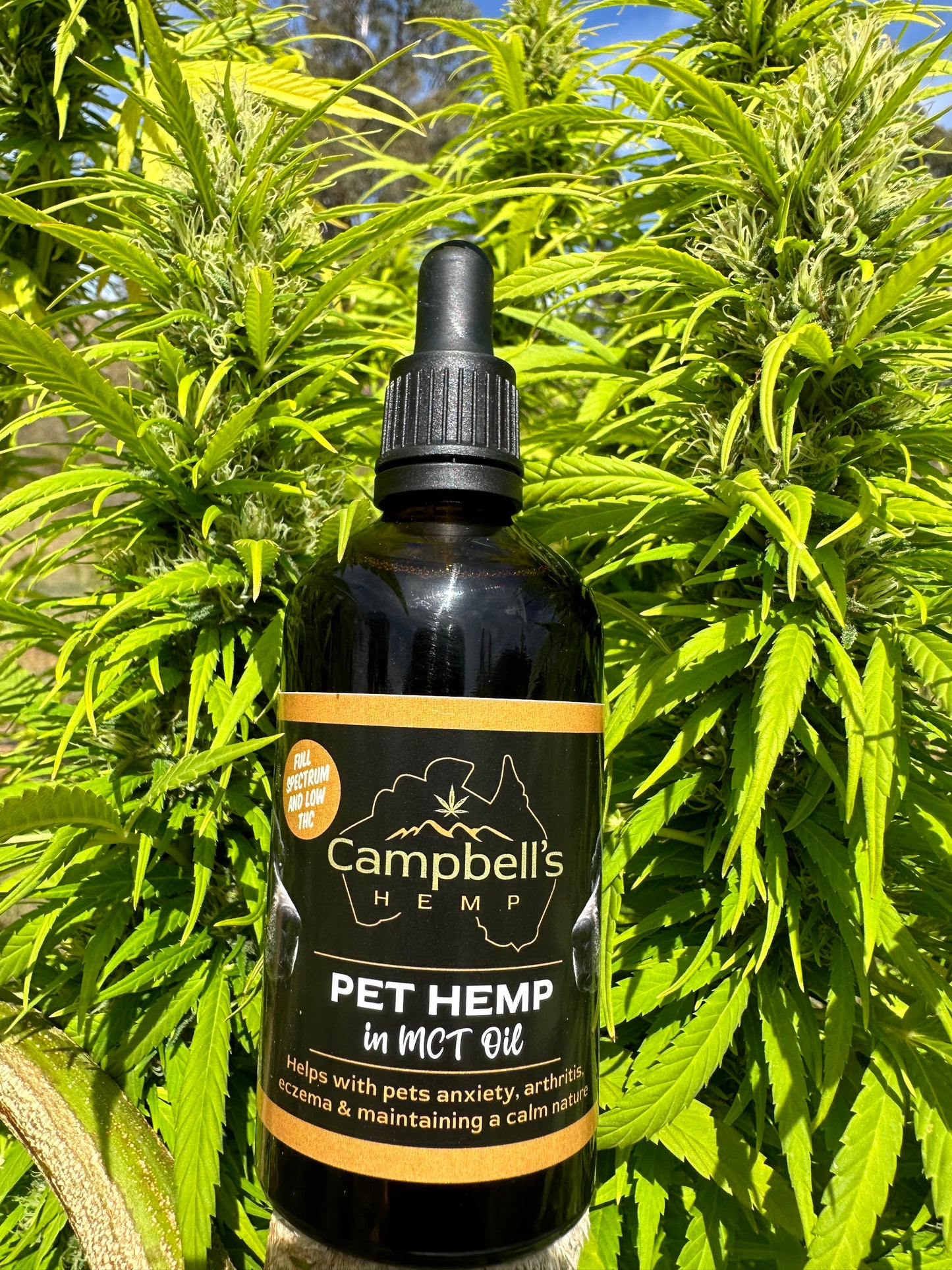 CBD oil for dogs, cats and more pets – Campbell’s brand
