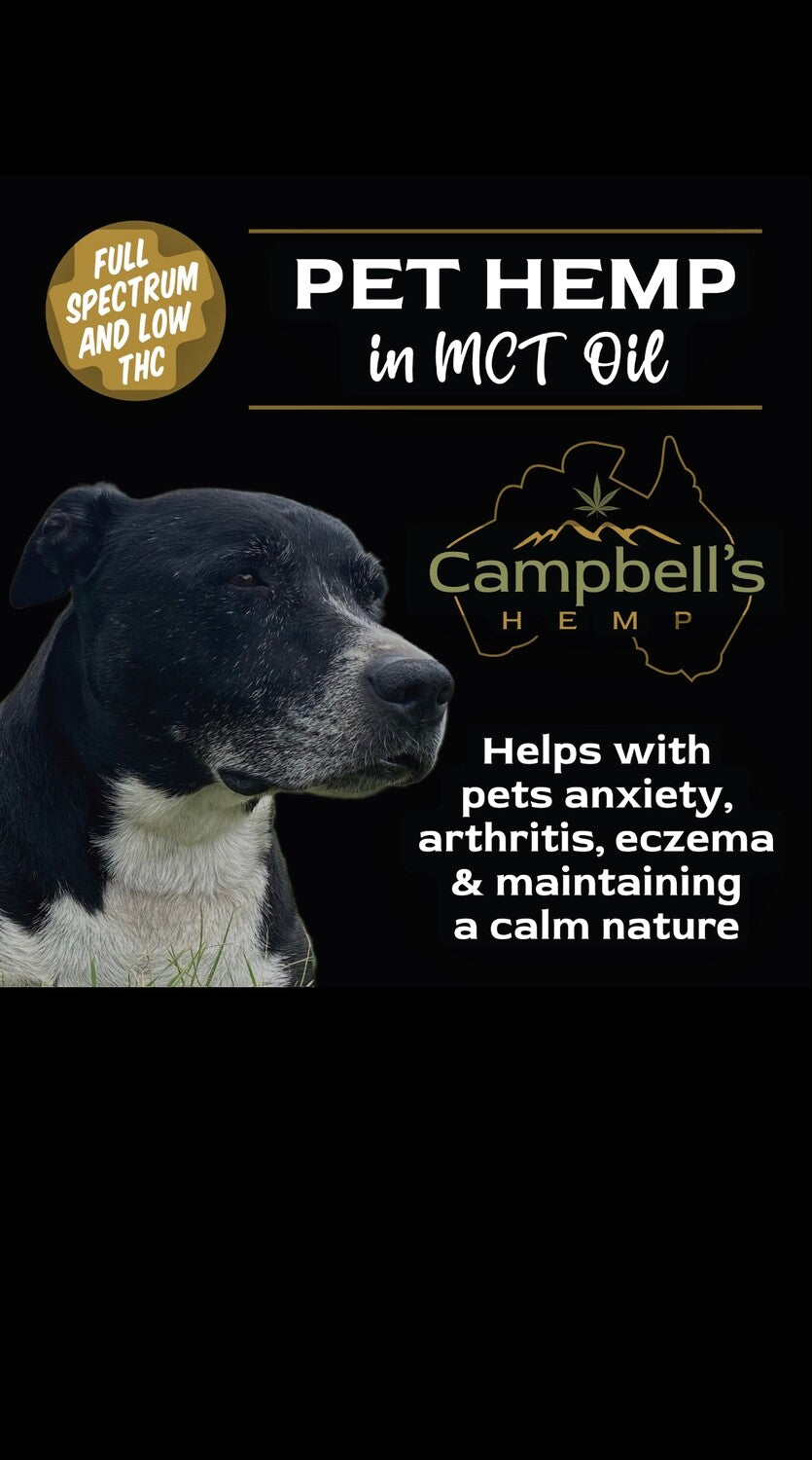 Calm dog resting after using CBD oil for anxiety relief and stress support